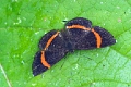 RIODINIDAE, Crocozona coecias